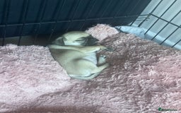 Pug dogs for sale: Pug puppies for sale  - Image 4
