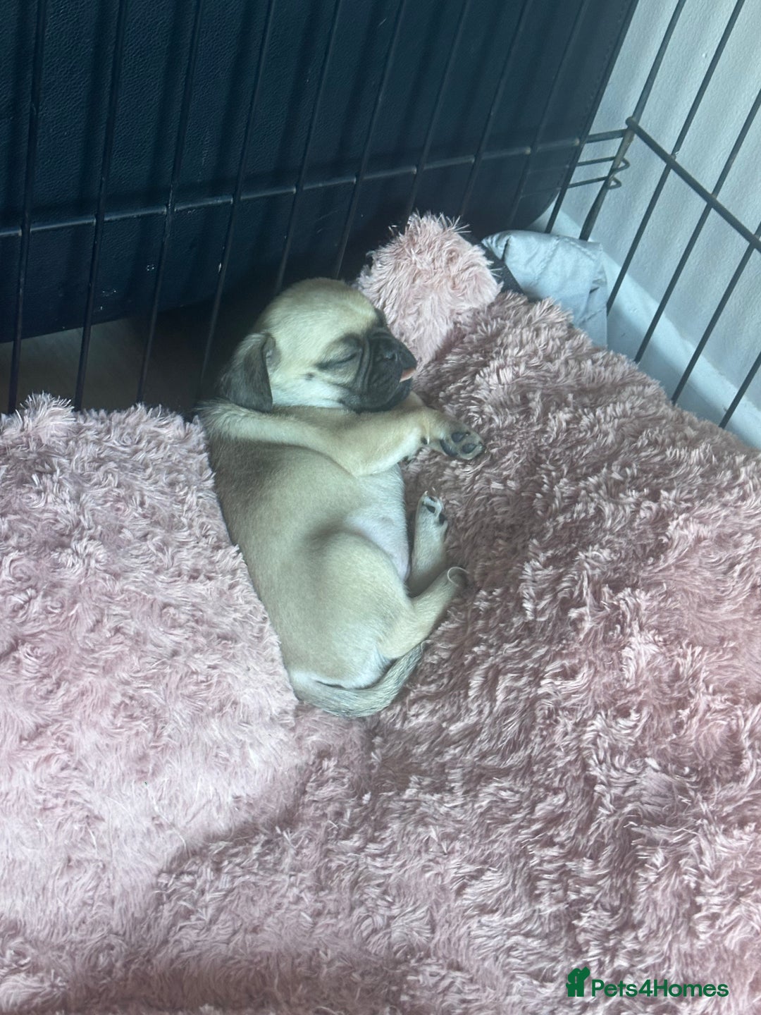 Pug dogs for sale: Pug puppies for sale  - Image 4