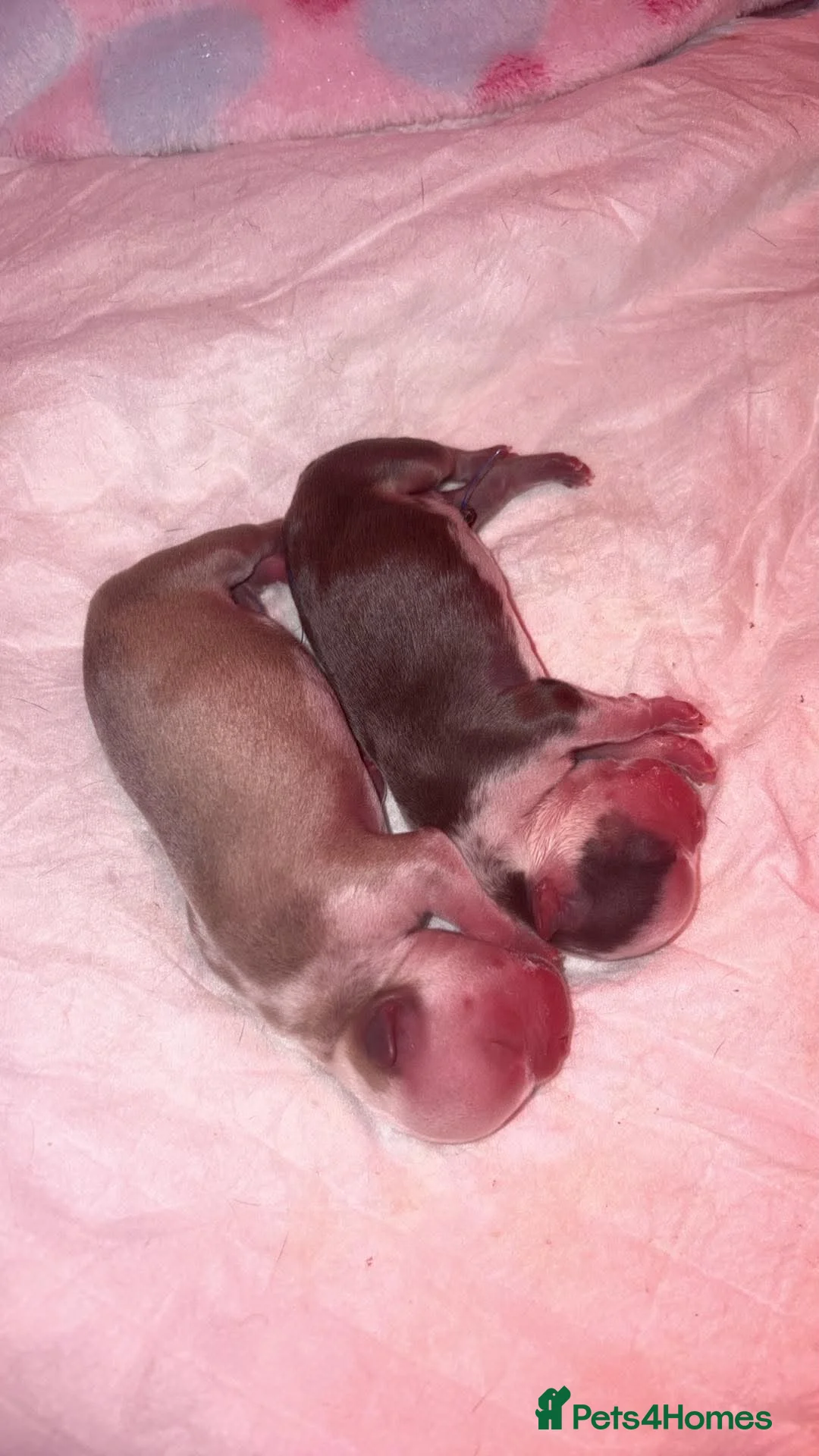 French Bulldog dogs for sale: 2x male French bulldogs  - Advert 10