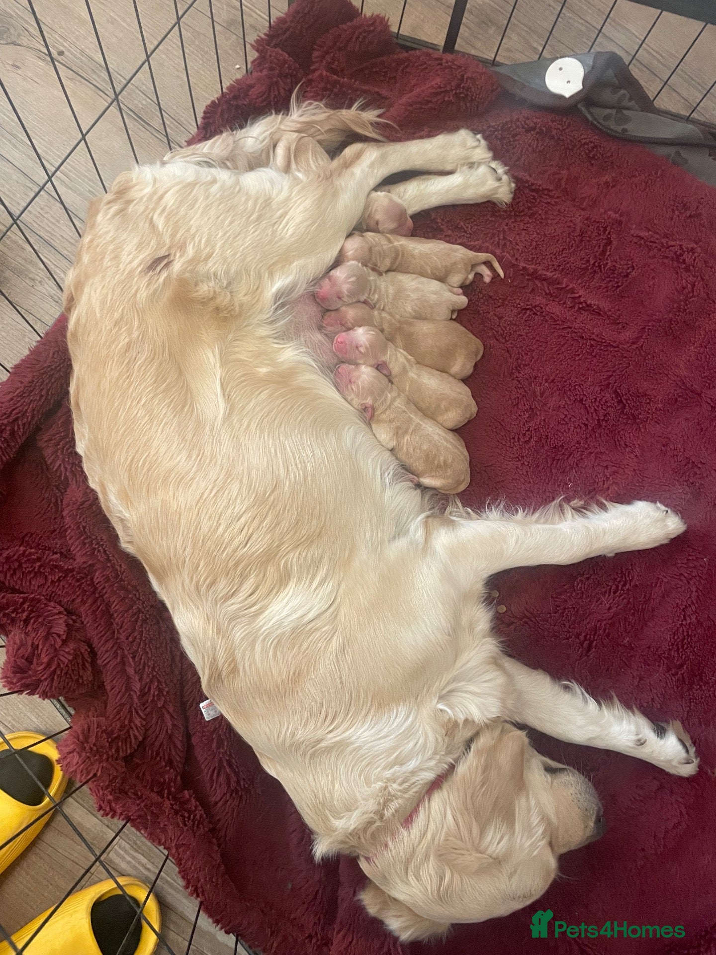 Mixed Breed dogs for sale: Golden Doodle puppies for sale  - Advert 3
