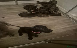 Great Dane dogs for sale: Great dane  - Image 7