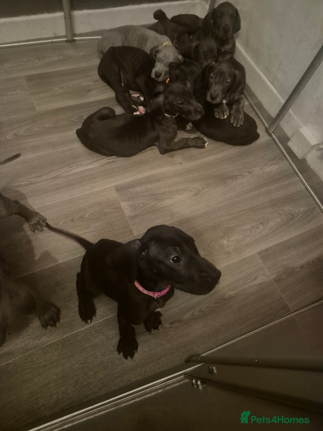 Great Dane dogs for sale: Great dane  - Image 7
