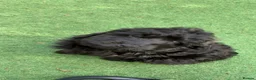 Cockapoo dogs for sale: F1 cockapoo curly black boy - Advert 10