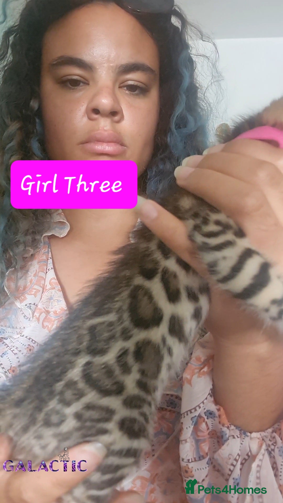 Bengal cats for sale: Beautiful Bengal Kittens  in Sutton - Image 19