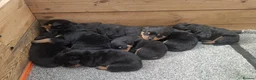 Rottweiler dogs for sale: 5 Males and 1 Female available!  - Advert 4