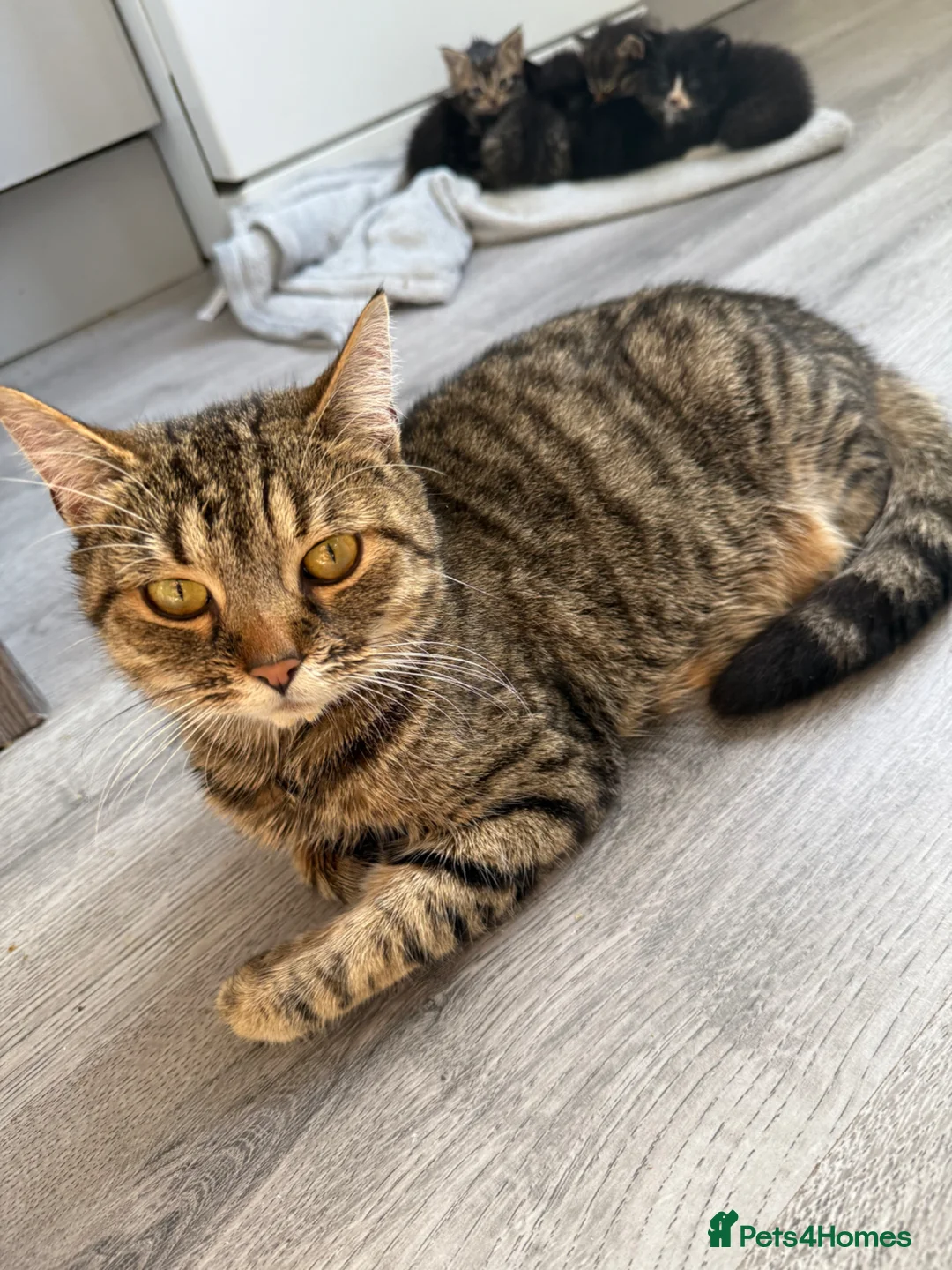 Domestic Shorthair cats for sale: 6 beautiful kittens  - Advert 1