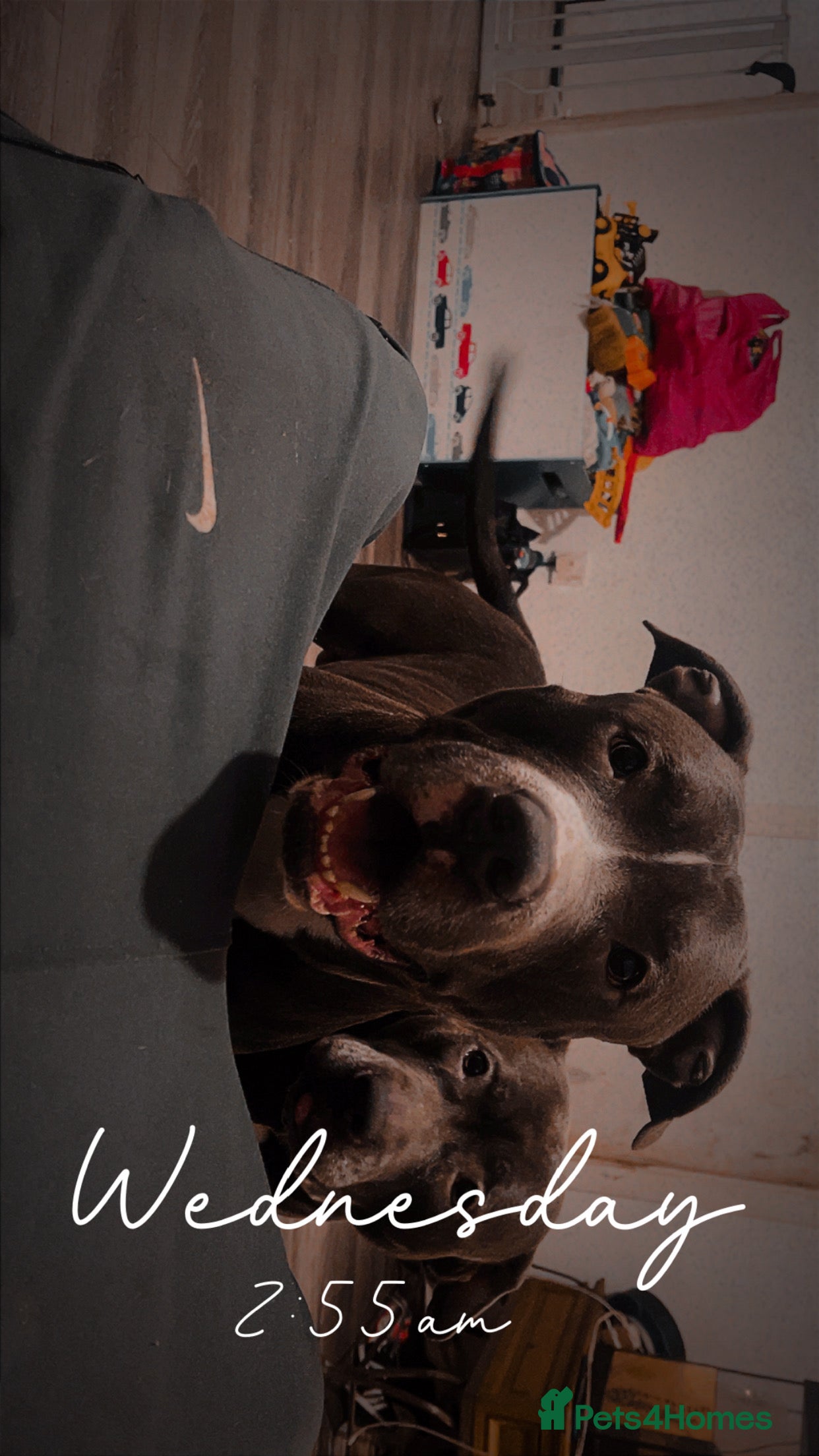 American Bull Staffy dogs Staffy cross (Snoop) - Advert 1