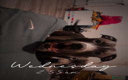 American Bull Staffy dogs for stud: Staffy cross (Snoop) - Image 1