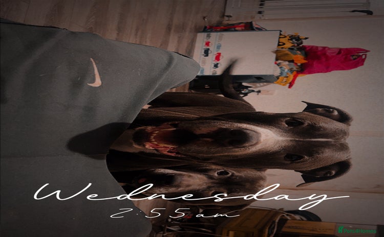 American Bull Staffy dogs - Advert 1