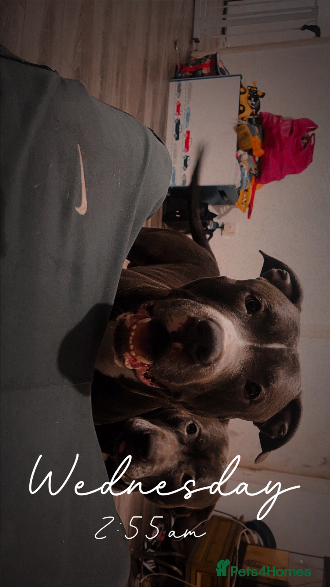 American Bull Staffy dogs for stud: Staffy cross (Snoop) - Image 1