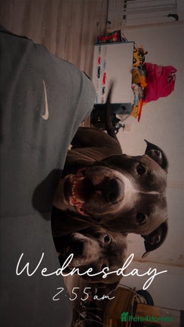 American Bull Staffy dogs Staffy cross (Snoop) - Advert 1