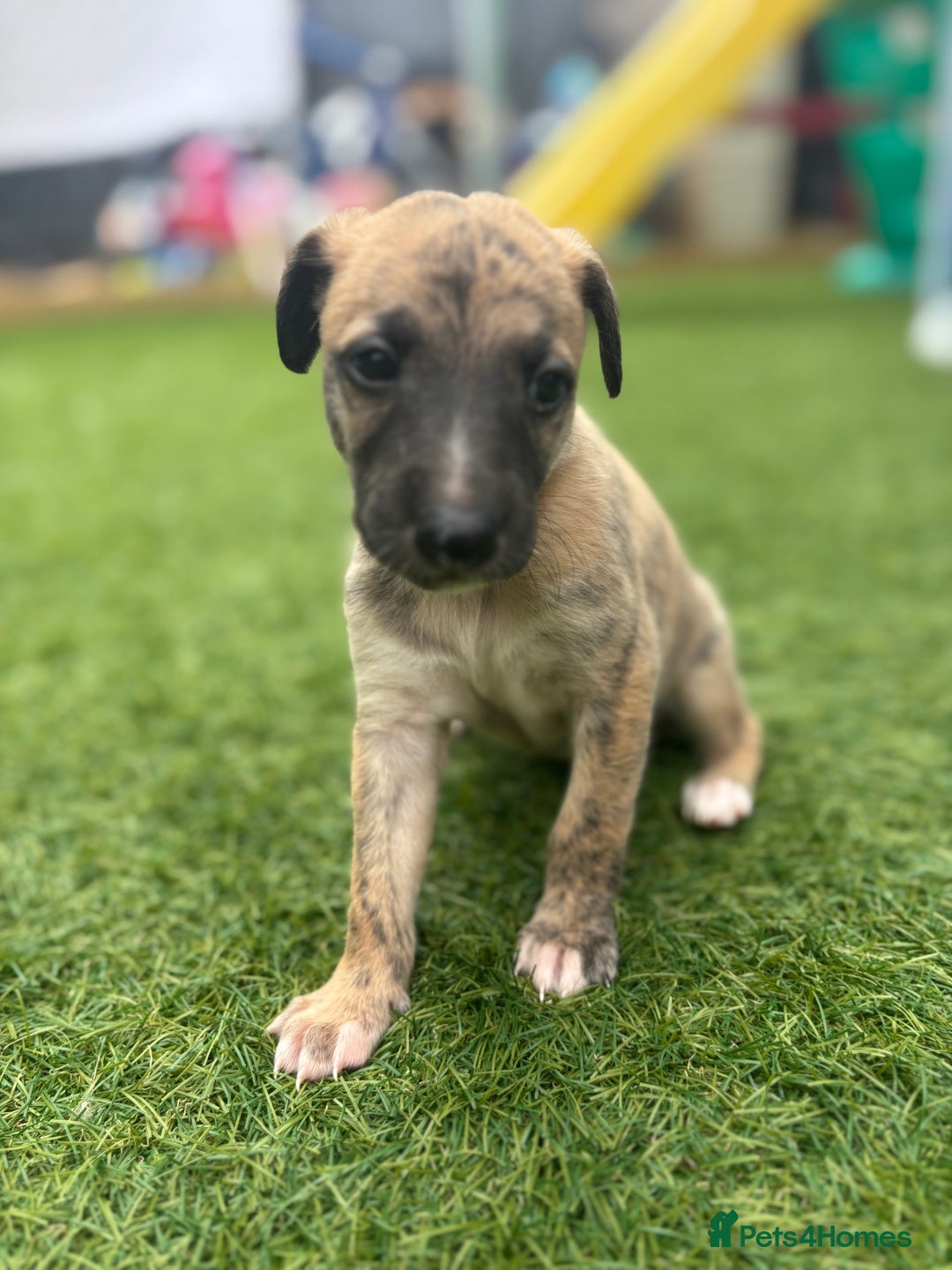 Whippet dogs for sale: Whippet puppies beautiful colours - Image 13