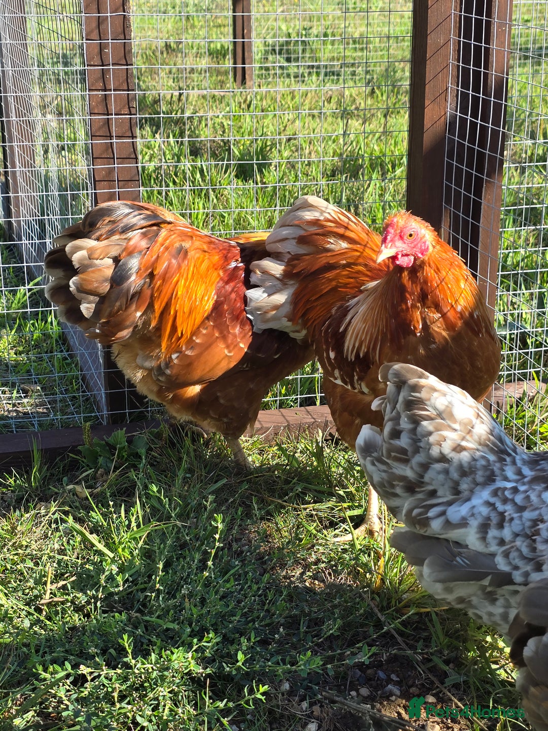 Chickens poultry for sale: Wyandotte Bantams  - Image 12