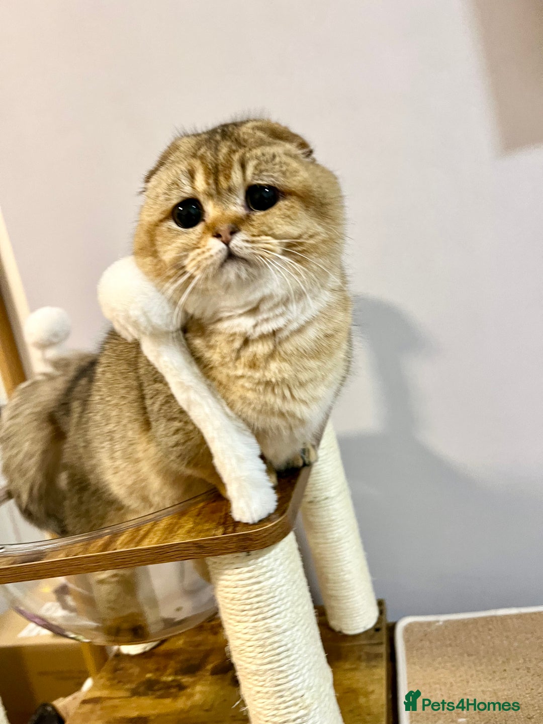 Munchkin cats for sale: Munchkin Scottish Kilt kittens - Advert 11