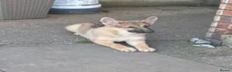 German Shepherd dogs for sale: German shepherd puppies - Advert 8