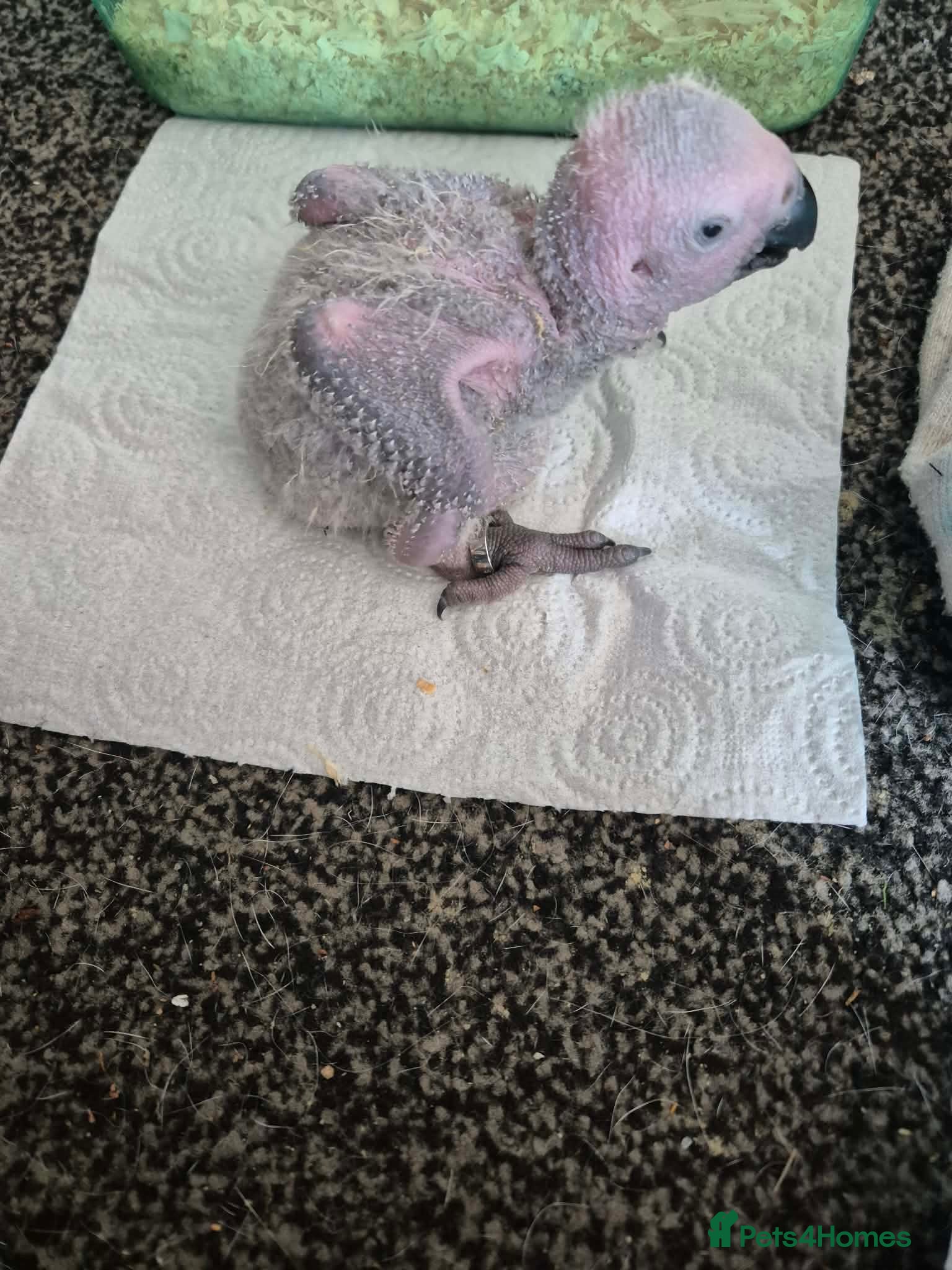 Parrots birds for sale: Baby hand reared African Greys  in Ellesmere Port - Advert 4