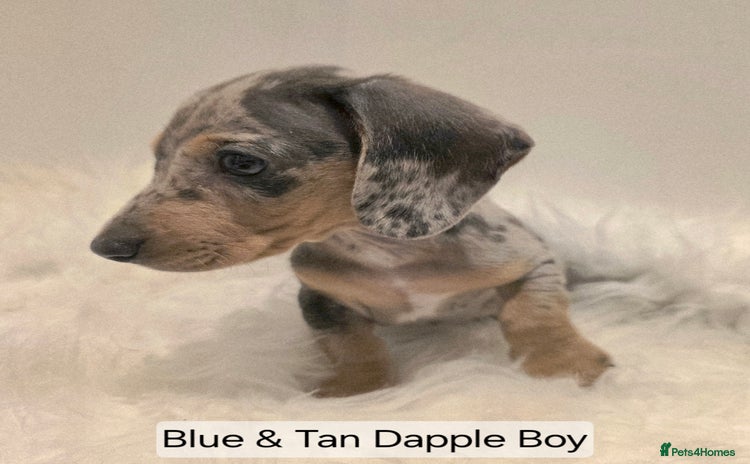 Miniature Dachshund dogs - Advert 15