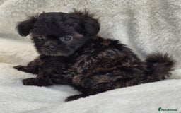 Shih Tzu dogs for sale: Gorgeous Small Imperial Shih tzu puppies READY - Image 22