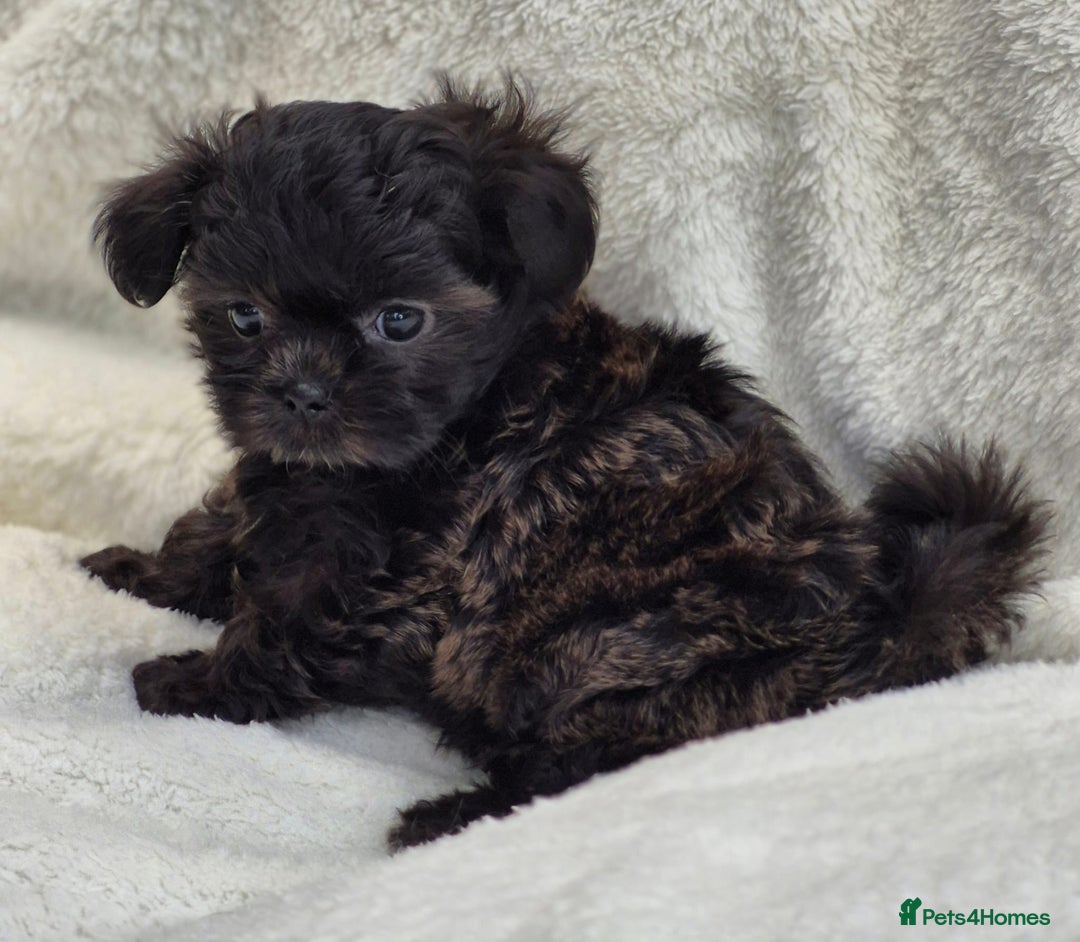 Shih Tzu dogs for sale: Gorgeous Small Imperial Shih tzu puppies READY - Image 22
