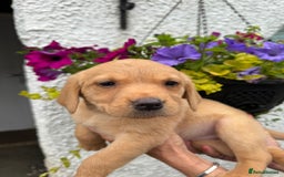 Labrador Retriever dogs for sale: READY NOW Cracking Labrador Retrievers  - Image 7