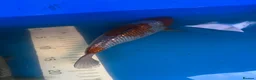 Koi Carp fish for sale: High quality Japanese koi for sale  - Advert 2
