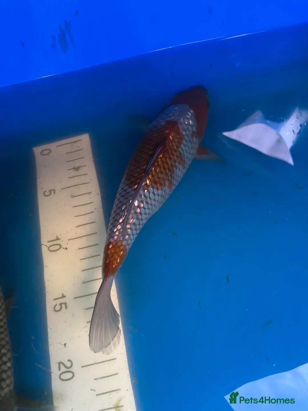 Koi Carp fish for sale: High quality Japanese koi for sale  - Advert 2