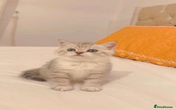 British Shorthair cats for sale: Scottish short hair kitten - Image 2