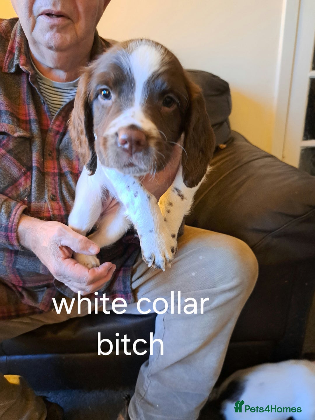 English Springer Spaniel dogs for sale: English springer spaniels  - Advert 7