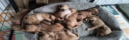 Golden Retriever dogs for sale: KC Registered Golden Retriever Pups Ready 7th June - Advert 18