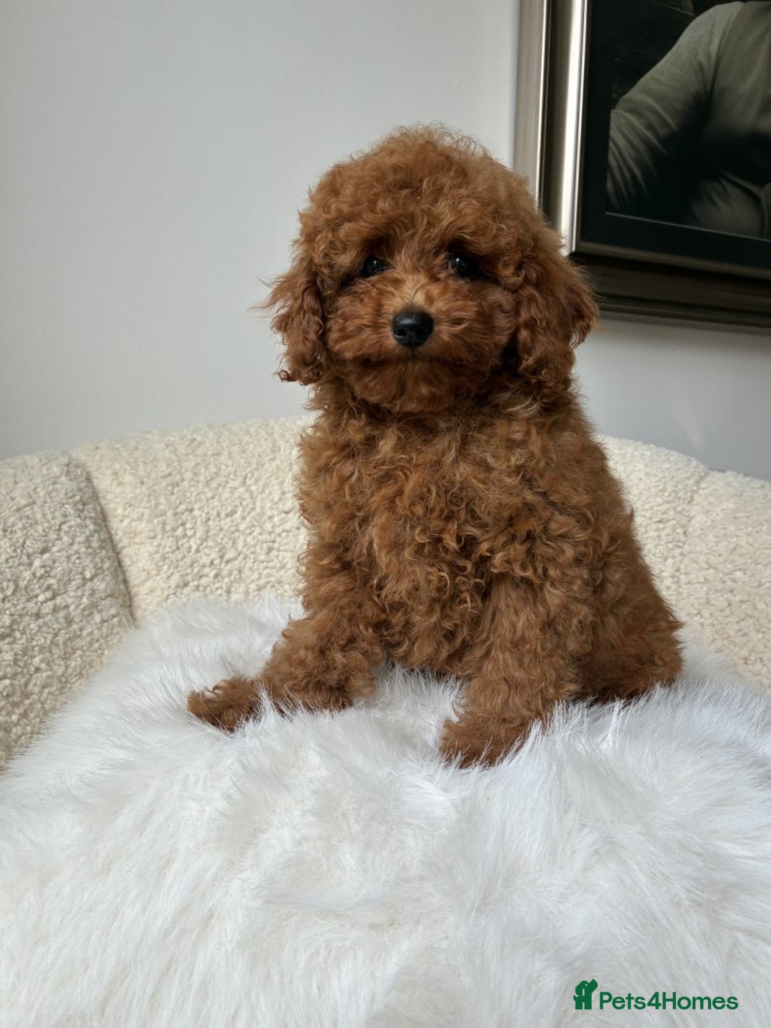 Cockapoo dogs for sale: Beautiful Toy Poodles Pups  - Image 7