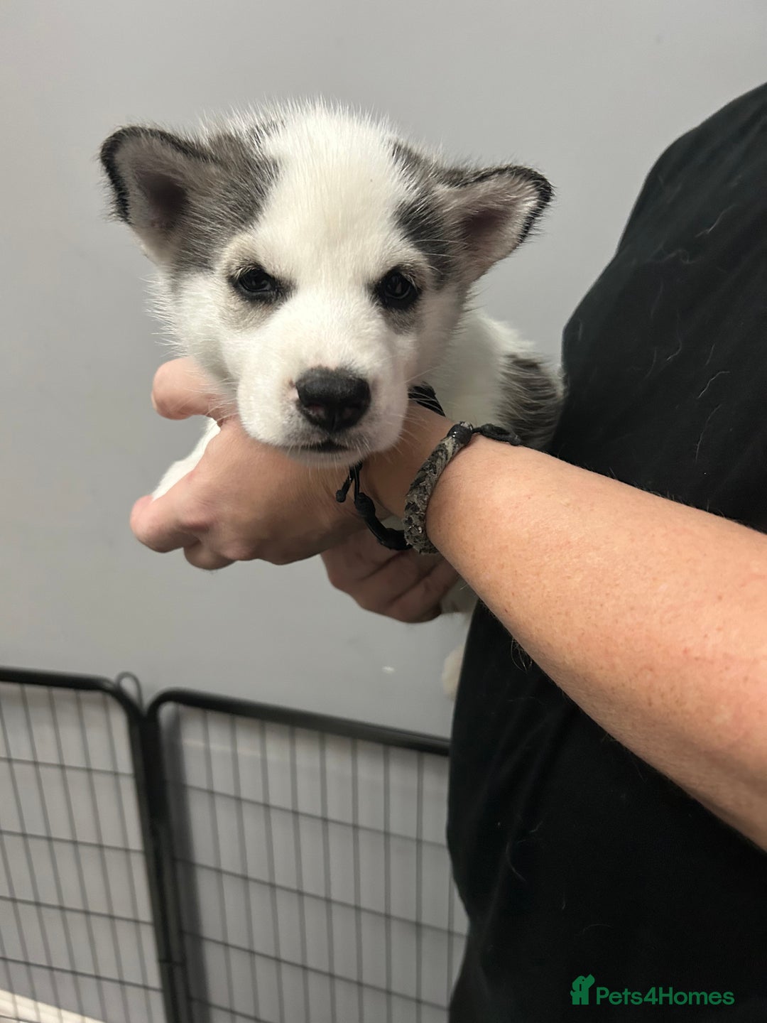 Siberian Husky dogs for sale: Beautiful Husky Puppies – Ready in 2 Weeks!  - Advert 17