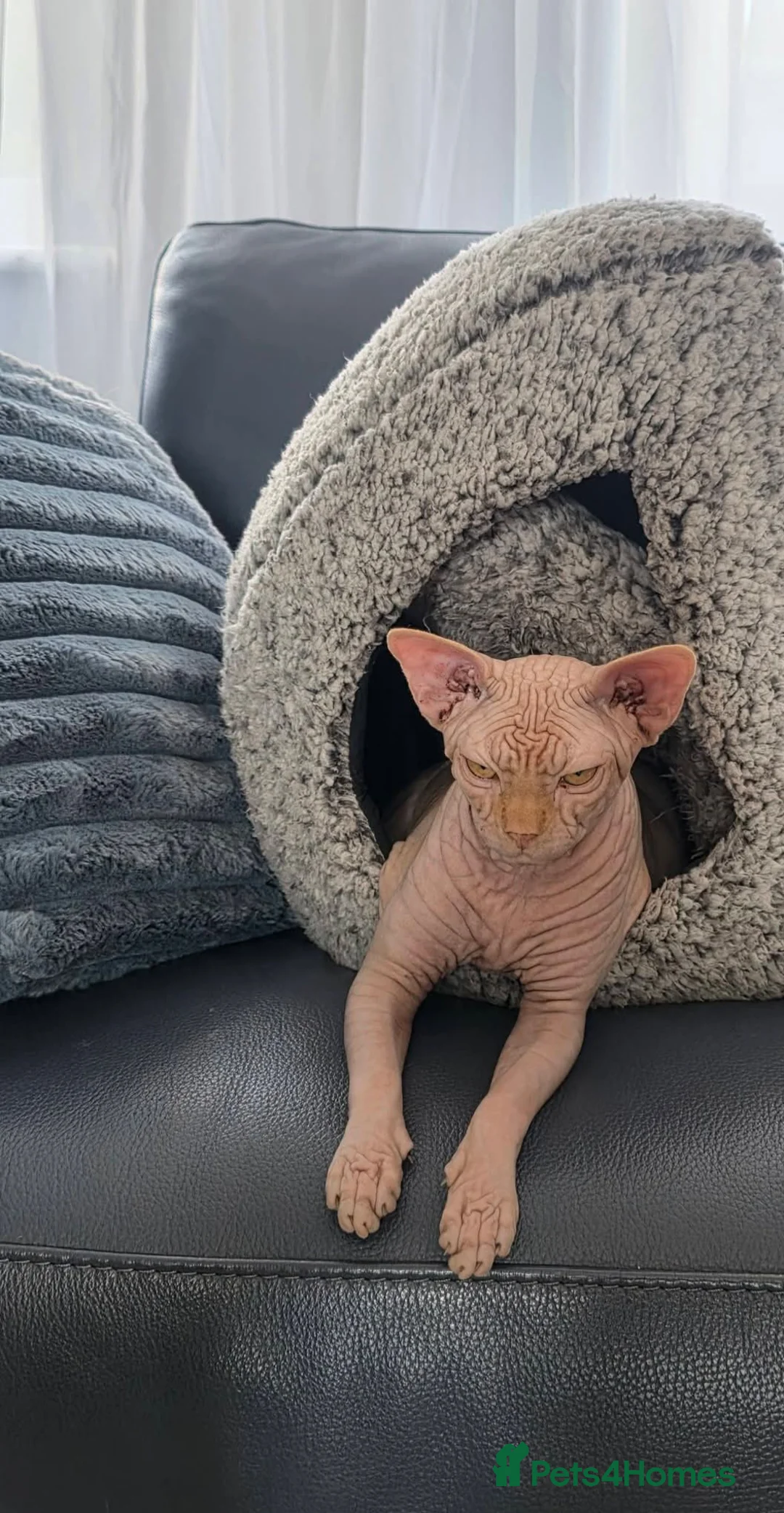 Sphynx cats for sale: Affectionate Sphynx Boy Jerry Looking Loving Home - Advert 1