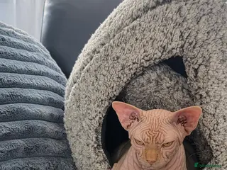 Sphynx cats Affectionate Sphynx Boy Jerry Looking Loving Home - Advert 8