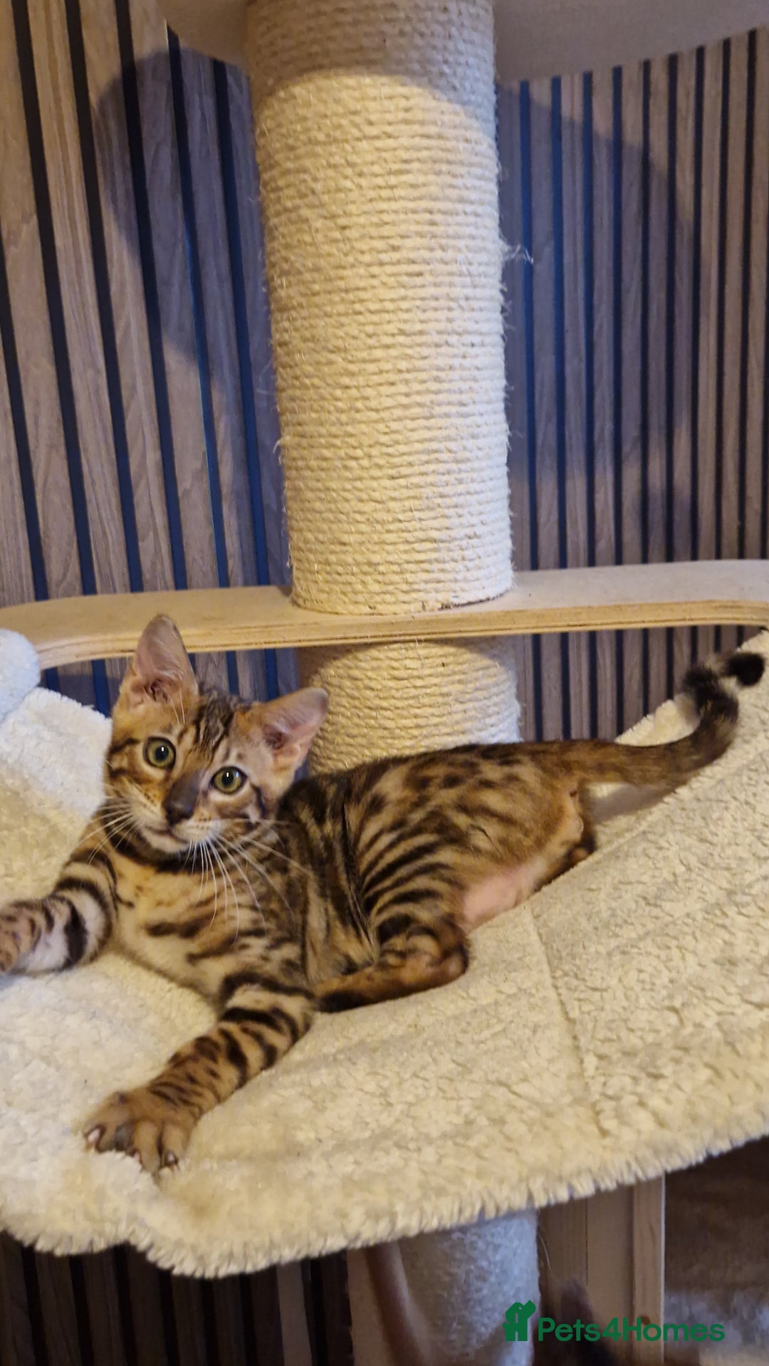 Bengal cats for sale: Beautiful kitten❤️Ready to go 😍  - Advert 4