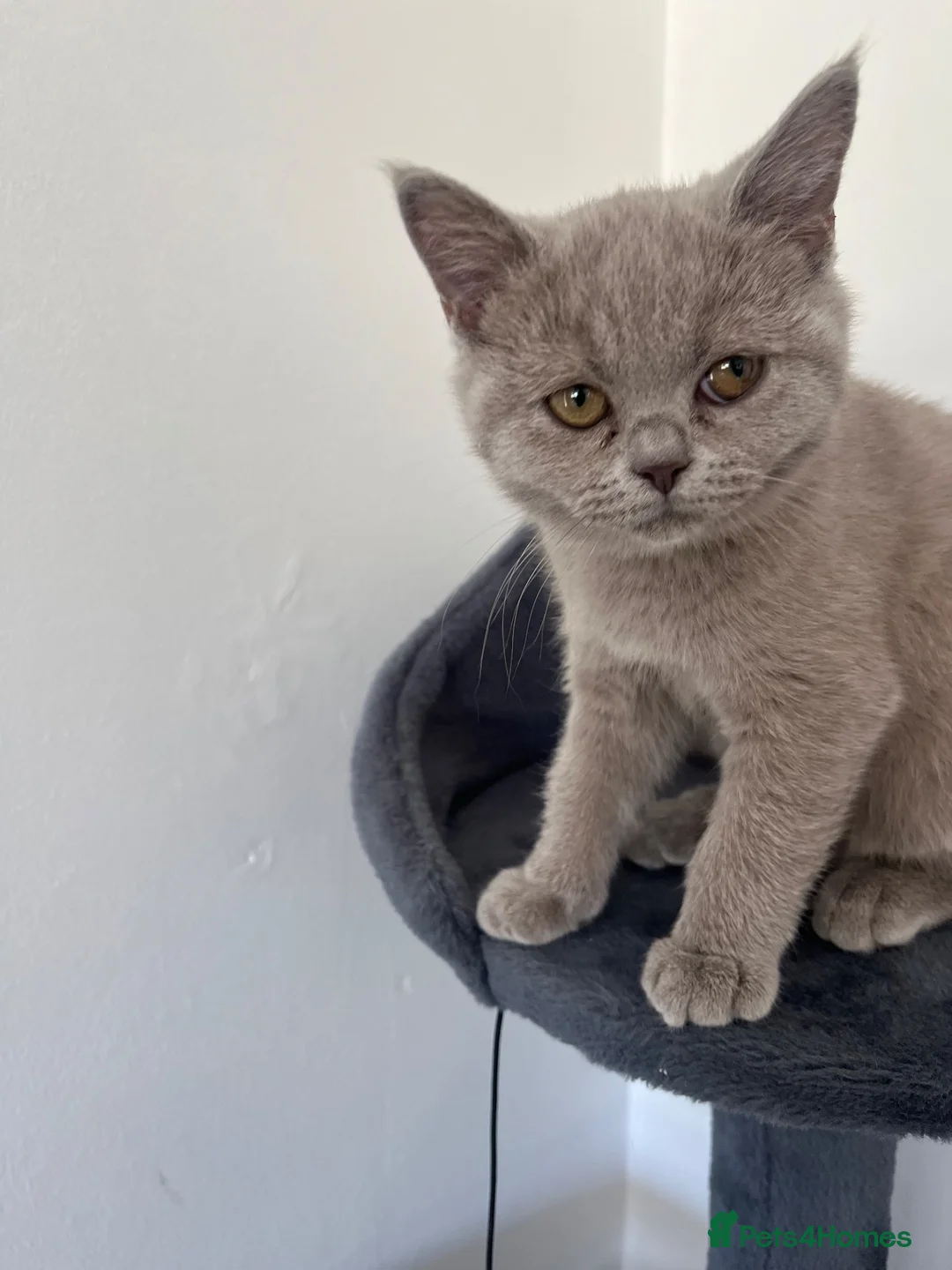 British Shorthair cats for sale: British shorthair female  - Advert 2