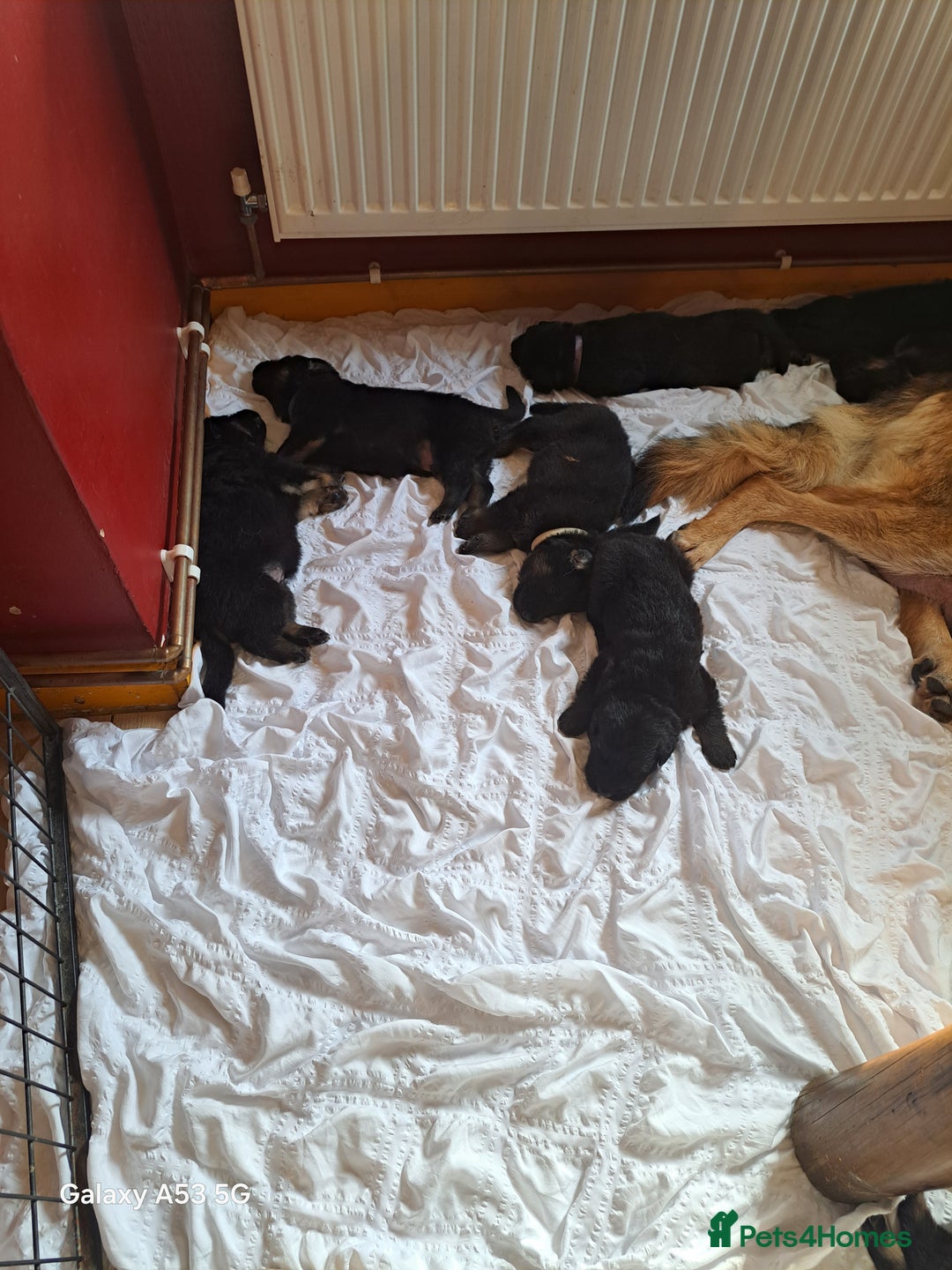 German Shepherd dogs for sale: Stunning Black & Gold kc.reg girl, health tested - Image 9
