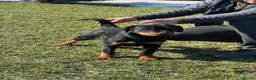Rottweiler dogs for sale: Top German Rottweiler - Advert 12