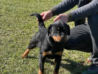 Rottweiler dogs Top German Rottweiler - Advert 16