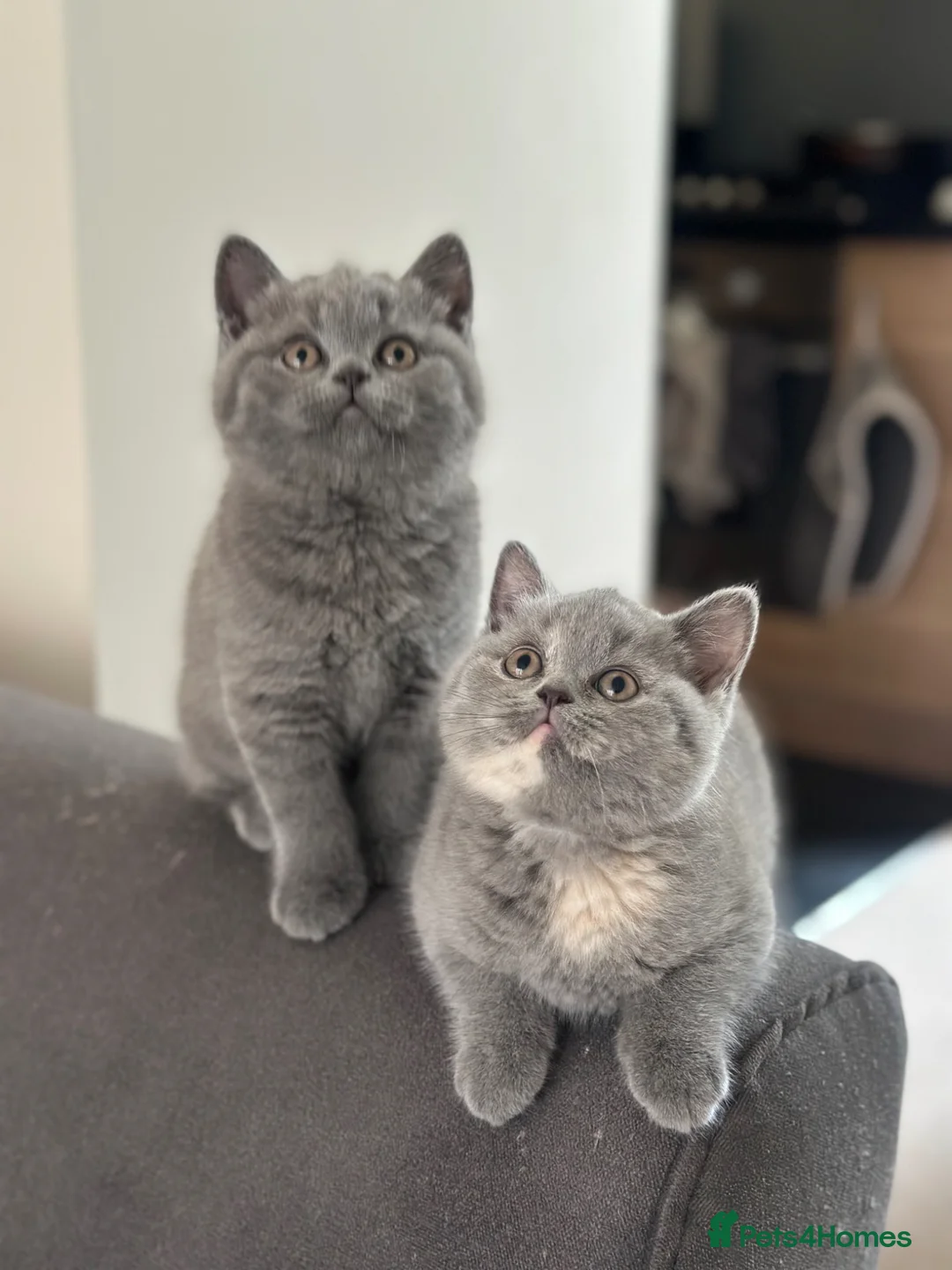 British Shorthair cats for sale: Pedigree British Shorthair Kittens  - Advert 2