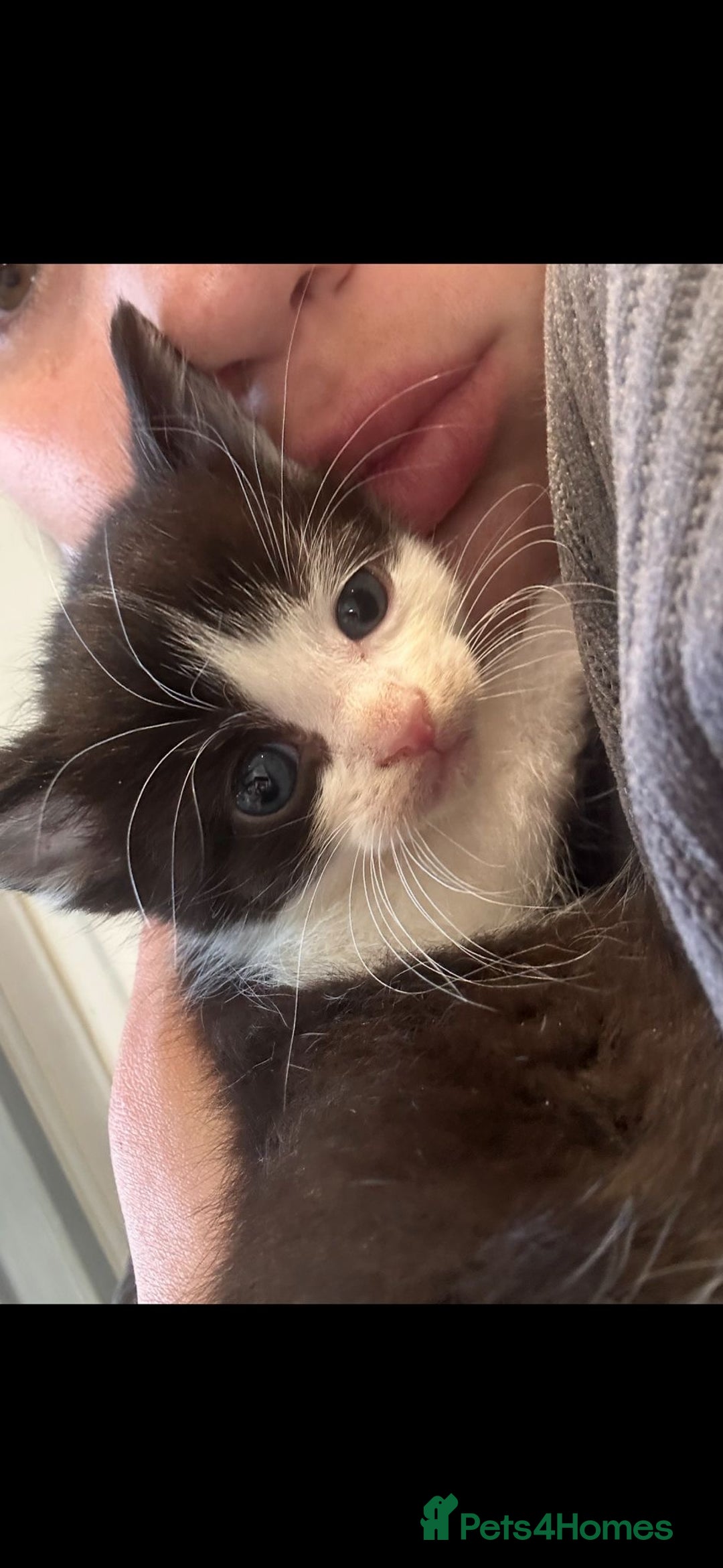 Ragamese cats for sale: 5 AMAZING BUNDLES OF JOY❤️❤️❤️PRICES VARY - Advert 5