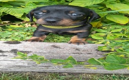 Miniature Dachshund dogs for sale: Smooth haired minature dacshund  - Image 10