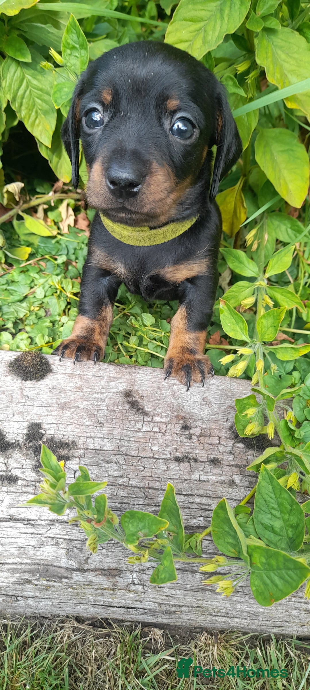 Miniature Dachshund dogs for sale: Smooth haired minature dacshund  - Image 10