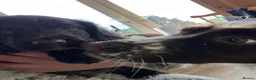 Sprocker dogs for sale: Sprocker boy  - Advert 4