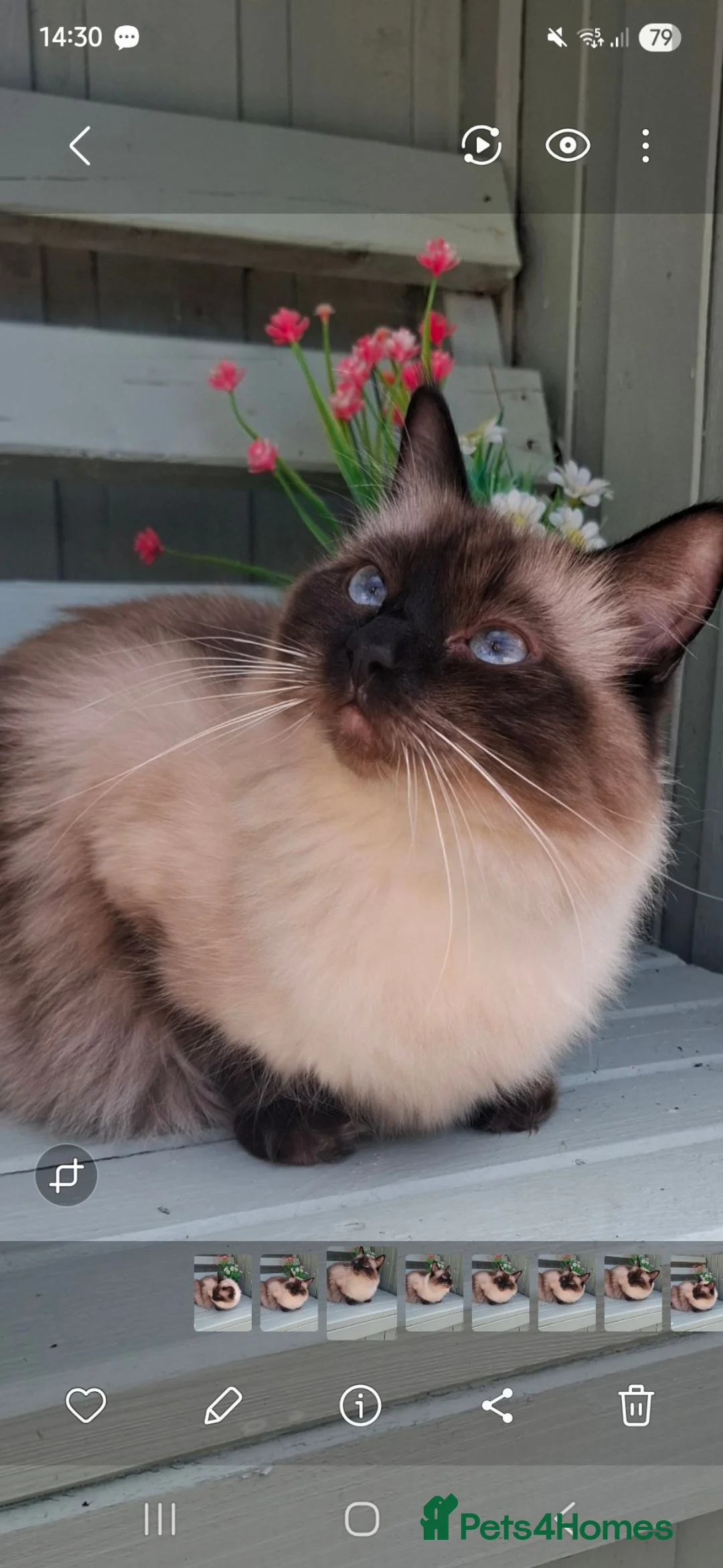 Ragdoll cats for sale: Ragdoll - Advert 1