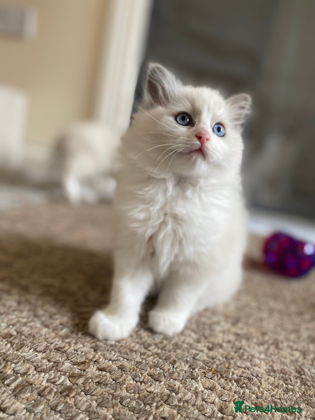 Ragdoll cats for sale: Purebred Male Ragdoll for sale - Image 2
