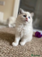 Ragdoll cats - Advert 4