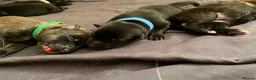 German Shepherd dogs for sale: beautiful shepkita puppies  - Advert 6