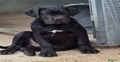 Cane Corso dogs - Advert 2