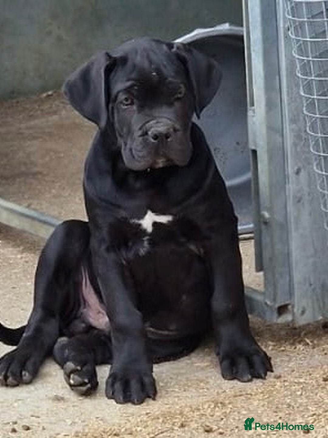 Cane Corso dogs for sale: Just one boy remaining  - Image 3