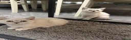 British Shorthair cats for sale: Amazing British Shorthair kitten - Advert 3